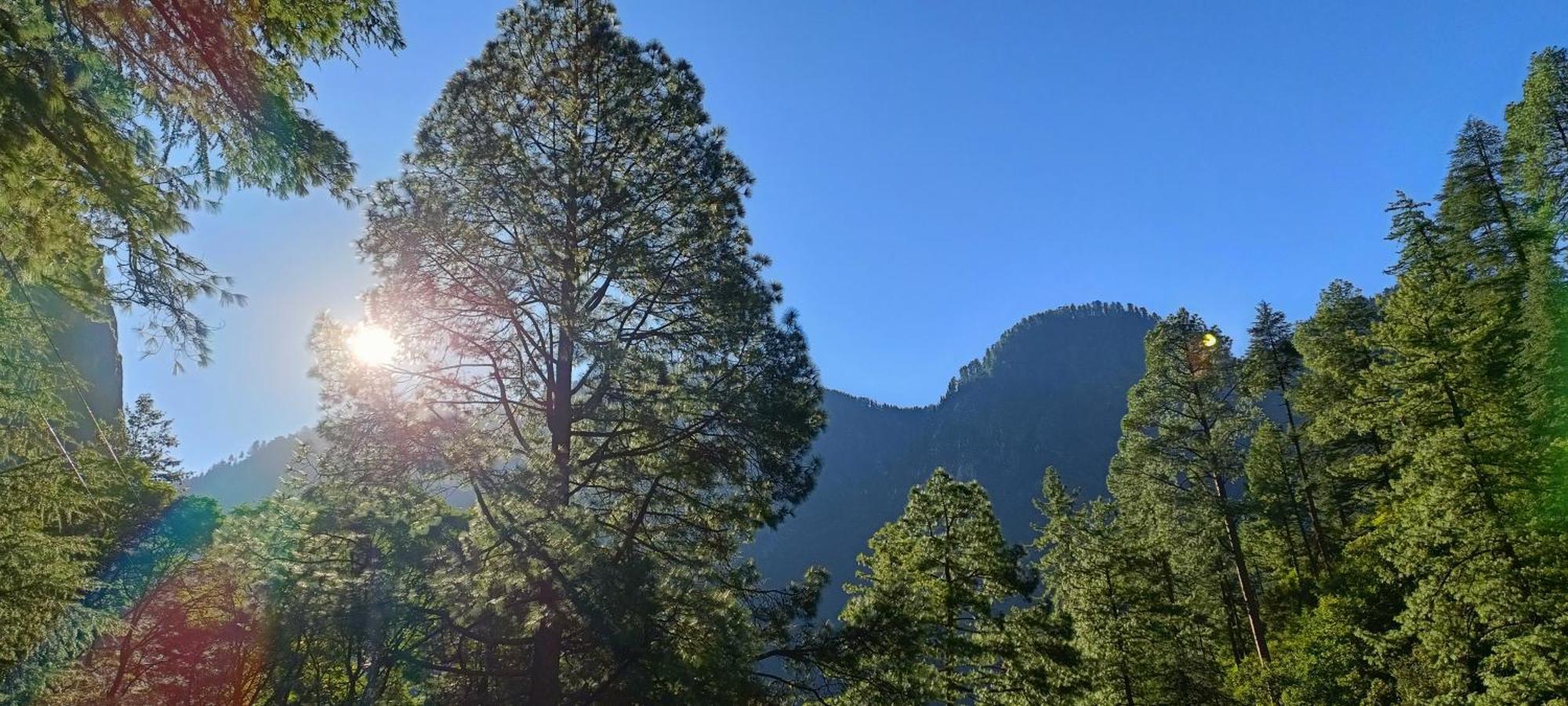 Hotel Dog N Hill Kasol Zewnętrze zdjęcie