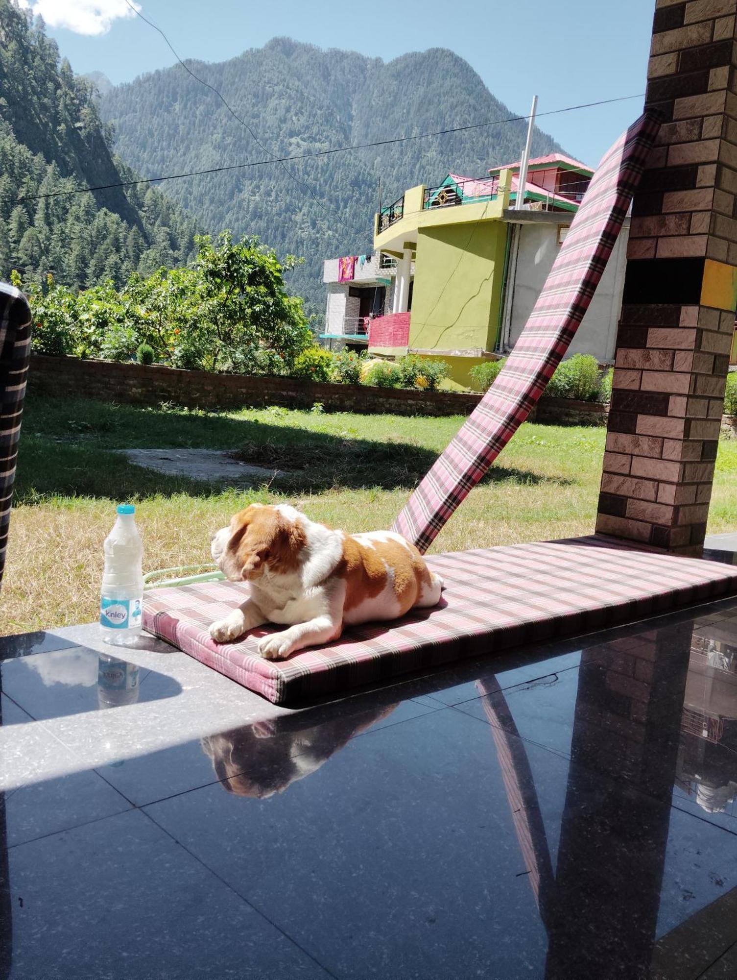 Hotel Dog N Hill Kasol Zewnętrze zdjęcie