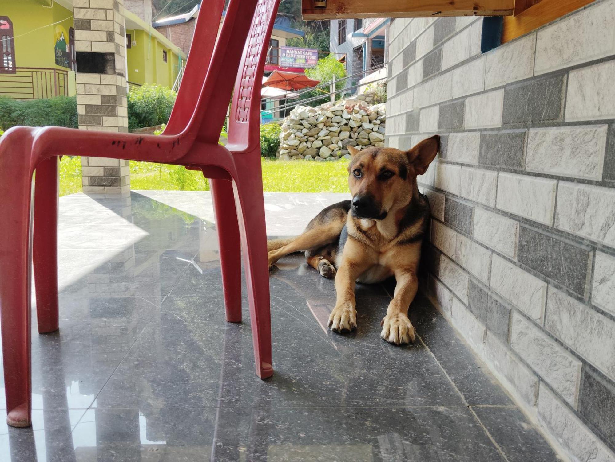 Hotel Dog N Hill Kasol Zewnętrze zdjęcie