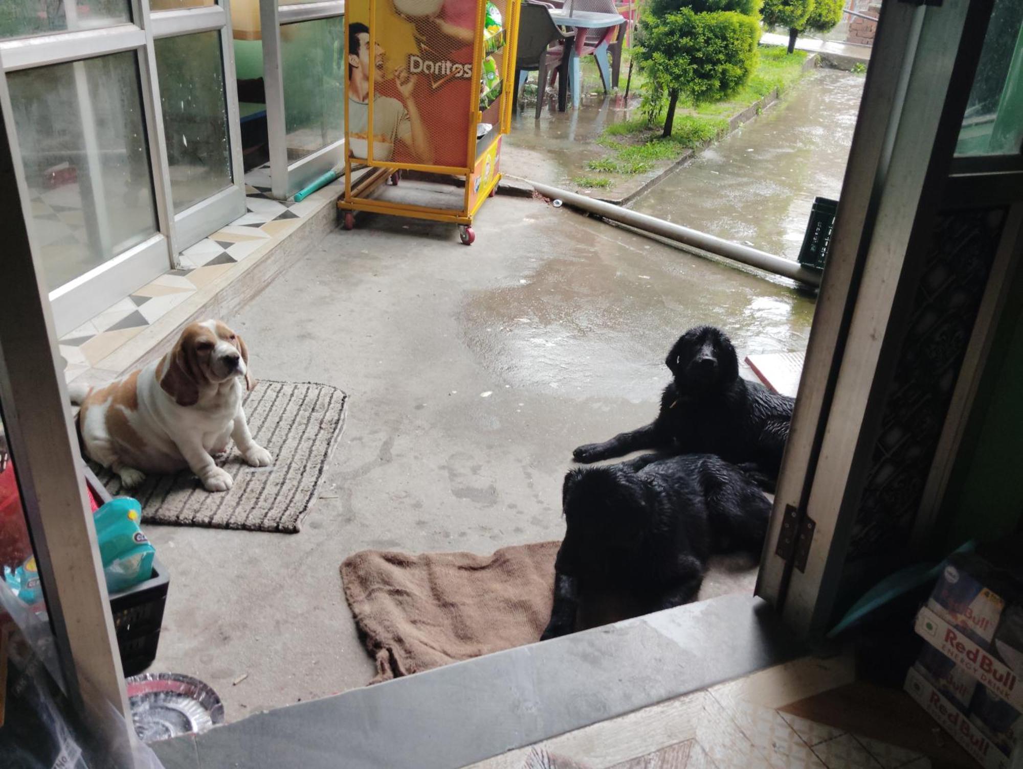 Hotel Dog N Hill Kasol Zewnętrze zdjęcie
